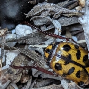 Neorrhina punctata at Page, ACT - 7 Jan 2023