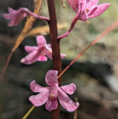 Dipodium roseum (Rosy Hyacinth Orchid) at Cotter River, ACT - 7 Jan 2023 by RobynHall