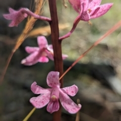 Dipodium roseum (Rosy Hyacinth Orchid) at Cotter River, ACT - 6 Jan 2023 by RobynHall