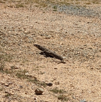 Varanus rosenbergi (Heath or Rosenberg's Monitor) at Cotter River, ACT - 7 Jan 2023 by RobynHall