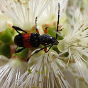 Obrida fascialis at Murrumbateman, NSW - 7 Jan 2023 01:34 PM