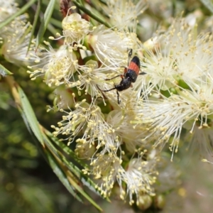 Obrida fascialis at Murrumbateman, NSW - 7 Jan 2023
