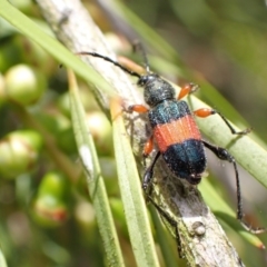 Obrida fascialis at Murrumbateman, NSW - 7 Jan 2023 01:34 PM