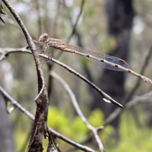 Austrolestes sp. (genus) at Bundanoon, NSW - 7 Jan 2023