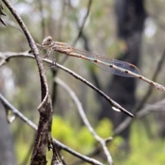 Austrolestes sp. (genus) (Ringtail damselfy) at Bundanoon, NSW - 6 Jan 2023 by GlossyGal