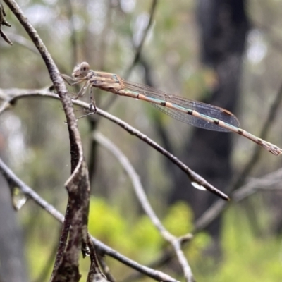 Austrolestes sp. (genus) (Ringtail damselfy) at Wingecarribee Local Government Area - 6 Jan 2023 by GlossyGal