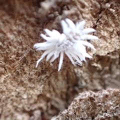 Cryptolaemus montrouzieri (Mealybug ladybird) at Murrumbateman, NSW - 7 Jan 2023 by SimoneC