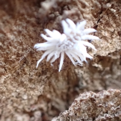 Cryptolaemus montrouzieri (Mealybug ladybird) at Murrumbateman, NSW - 7 Jan 2023 by SimoneC