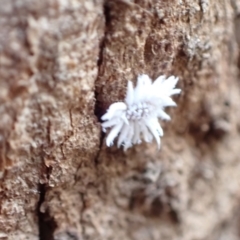 Cryptolaemus montrouzieri at Murrumbateman, NSW - 7 Jan 2023 01:44 PM