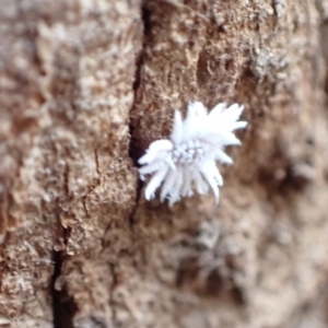 Cryptolaemus montrouzieri at Murrumbateman, NSW - 7 Jan 2023