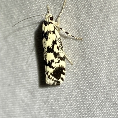 Lichenaula comparella (Double Cross Moth) at Numeralla, NSW - 1 Jan 2023 by SteveBorkowskis