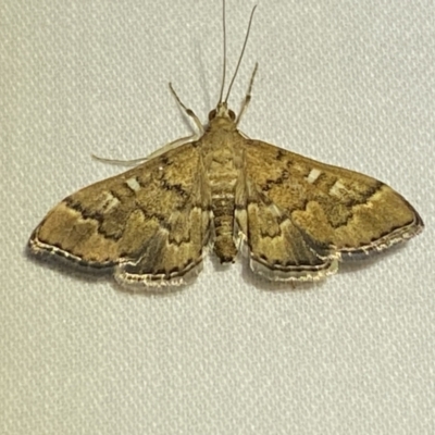 Nacoleia rhoeoalis (A Crambid moth (Spilomelinae) at Numeralla, NSW - 2 Jan 2023 by SteveBorkowskis