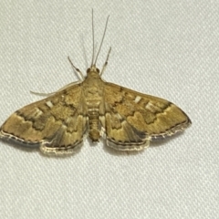 Nacoleia rhoeoalis at Numeralla, NSW - suppressed