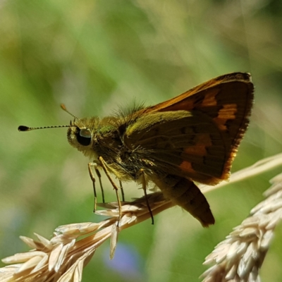 Ocybadistes walkeri (Green Grass-dart) at Kambah, ACT - 7 Jan 2023 by MatthewFrawley