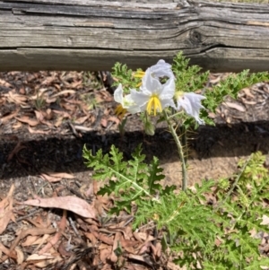 Solanum sisymbriifolium at Scullin, ACT - 7 Jan 2023