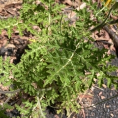 Solanum sisymbriifolium at Scullin, ACT - 7 Jan 2023