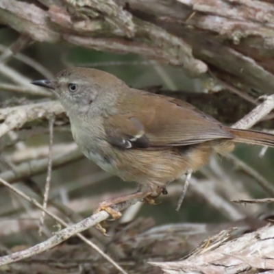 Sericornis frontalis (White-browed Scrubwren) at Fyshwick, ACT - 7 Jan 2023 by RodDeb