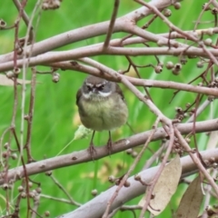 Sericornis frontalis at Fyshwick, ACT - 7 Jan 2023