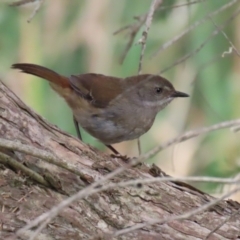 Sericornis frontalis at Fyshwick, ACT - 7 Jan 2023