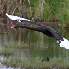 Cygnus atratus (Black Swan) at Fyshwick, ACT - 7 Jan 2023 by RodDeb