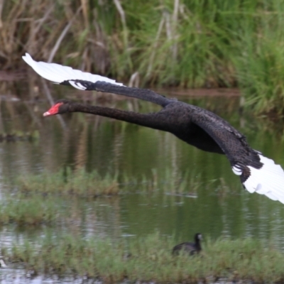 Cygnus atratus (Black Swan) at Fyshwick, ACT - 6 Jan 2023 by RodDeb