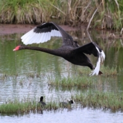 Cygnus atratus at Fyshwick, ACT - 7 Jan 2023 10:41 AM