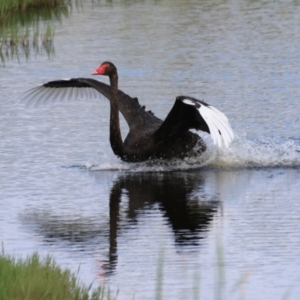 Cygnus atratus at Fyshwick, ACT - 7 Jan 2023 10:41 AM