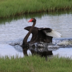 Cygnus atratus at Fyshwick, ACT - 7 Jan 2023 10:41 AM