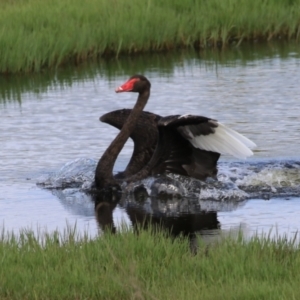 Cygnus atratus at Fyshwick, ACT - 7 Jan 2023 10:41 AM