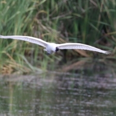 Platalea regia (Royal Spoonbill) at Fyshwick, ACT - 6 Jan 2023 by RodDeb