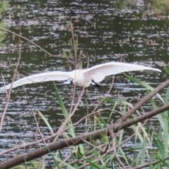 Platalea regia at Fyshwick, ACT - 7 Jan 2023 10:52 AM