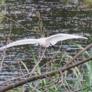 Platalea regia at Fyshwick, ACT - 7 Jan 2023