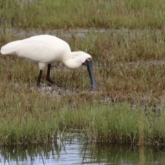 Platalea regia at Fyshwick, ACT - 7 Jan 2023 10:52 AM