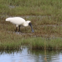 Platalea regia at Fyshwick, ACT - 7 Jan 2023 10:52 AM