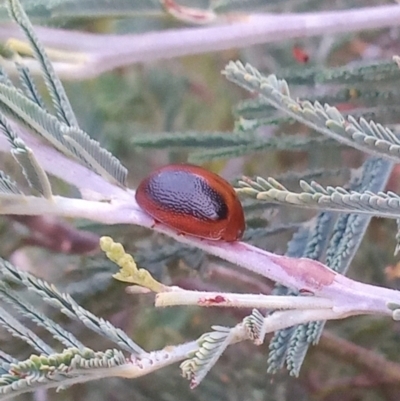 Dicranosterna immaculata (Acacia leaf beetle) at Paddys River, ACT - 7 Jan 2023 by MichaelBedingfield