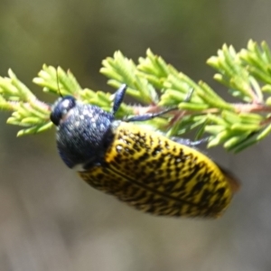 Stigmodera macularia at Vincentia, NSW - 1 Jan 2023