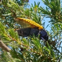 Stigmodera macularia at Vincentia, NSW - 1 Jan 2023