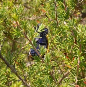 Stigmodera macularia at Vincentia, NSW - 1 Jan 2023