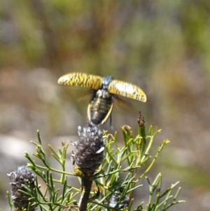 Stigmodera macularia at Vincentia, NSW - 1 Jan 2023