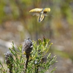 Stigmodera macularia at Vincentia, NSW - 1 Jan 2023