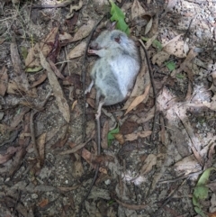 Rattus rattus (Black Rat) at Paddys River, ACT - 7 Jan 2023 by WalterEgo