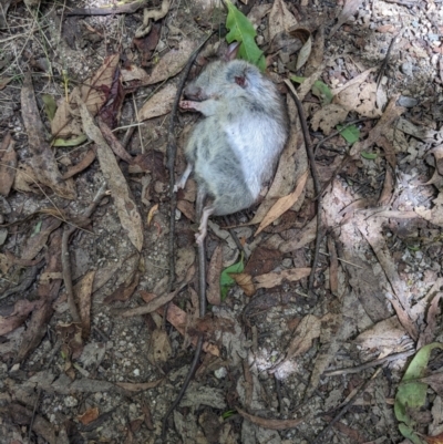 Rattus rattus (Black Rat) - Canberra & Southern Tablelands