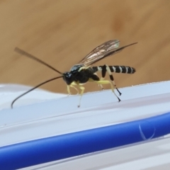 Sericopimpla sp. (genus) (Case Moth Larvae Parasite Wasp) at Yass River, NSW - 7 Jan 2023 by SenexRugosus