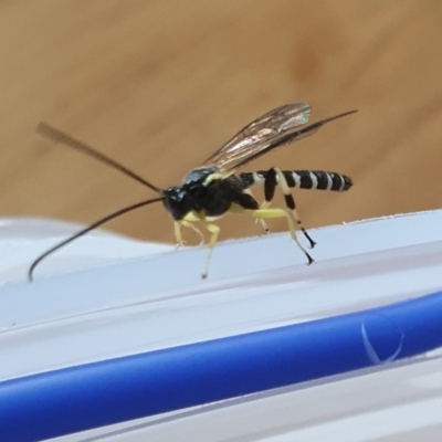 Sericopimpla sp. (genus) (Case Moth Larvae Parasite Wasp) at Yass River, NSW - 7 Jan 2023 by SenexRugosus