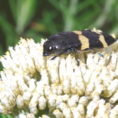 Castiarina bifasciata (Jewel beetle) at Windellama, NSW - 6 Jan 2023 by Harrisi