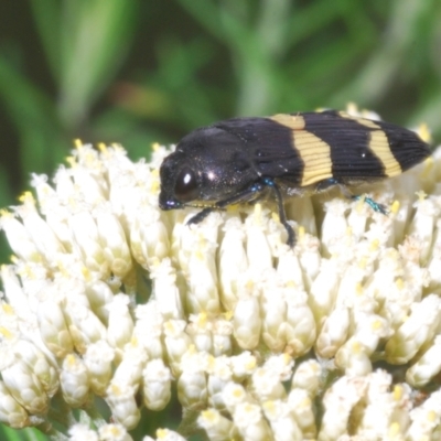 Castiarina bifasciata (Jewel beetle) at Windellama, NSW - 6 Jan 2023 by Harrisi