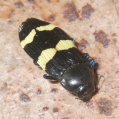 Castiarina bifasciata at Windellama, NSW - 6 Jan 2023