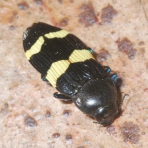 Castiarina bifasciata at Windellama, NSW - 6 Jan 2023