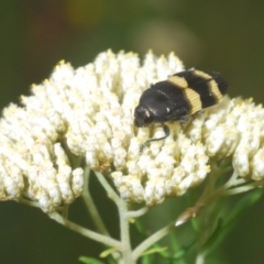 Castiarina bifasciata at Windellama, NSW - 6 Jan 2023