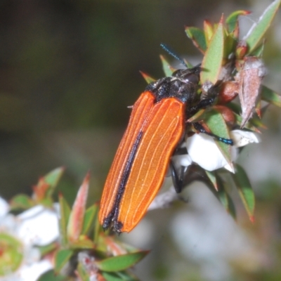 Castiarina nasuta (A jewel beetle) at QPRC LGA - 6 Jan 2023 by Harrisi